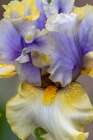 USA, Oregon. Garden in full bloom with close-up of bearded iris Art Print